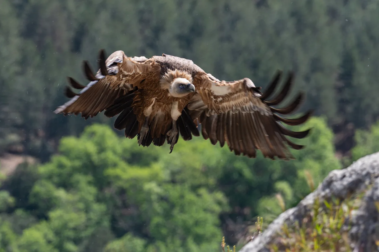 Eurasian griffon vulture 6
