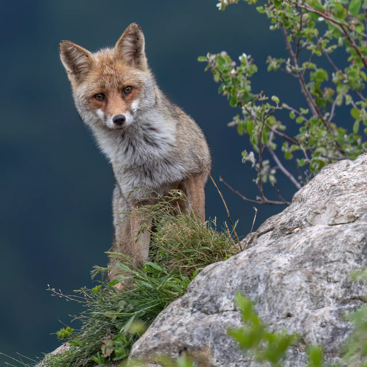 France 2023 - Pyrenees - Fox 1