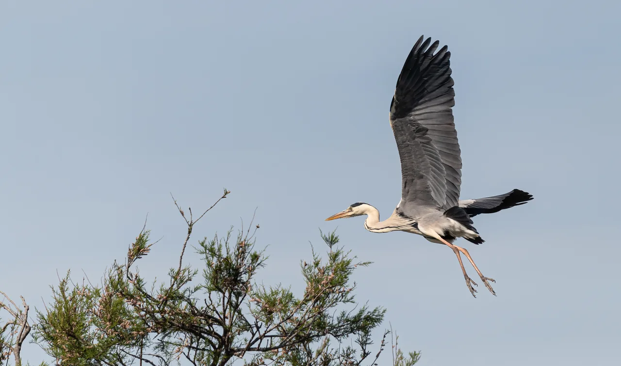 Grey heron in flight 3