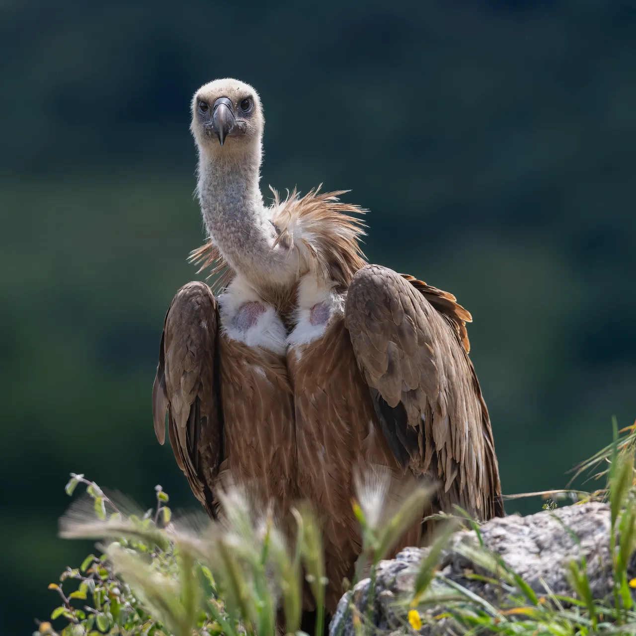 Eurasian griffon vulture 8
