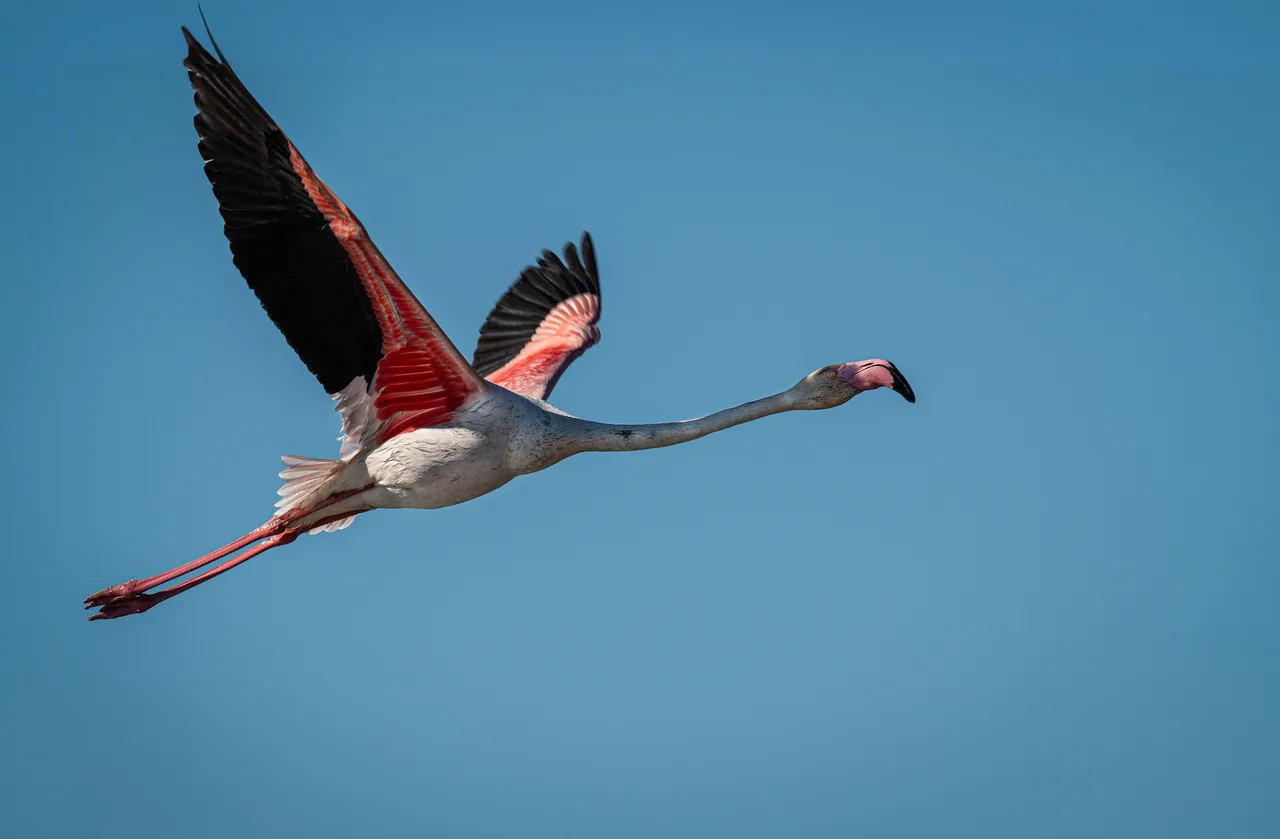 Greater Flamingo in flight 6