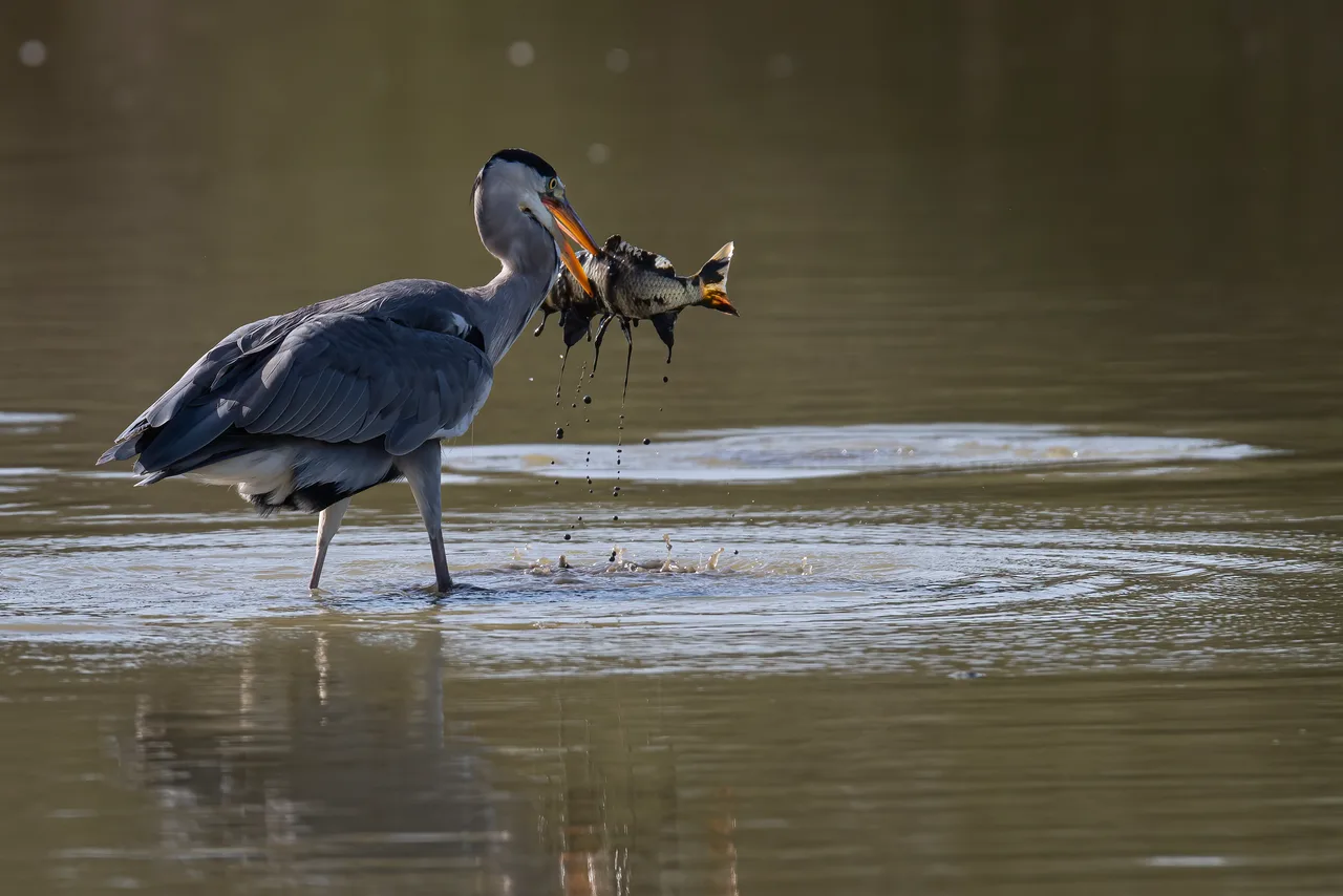 Grey heron catching a fish