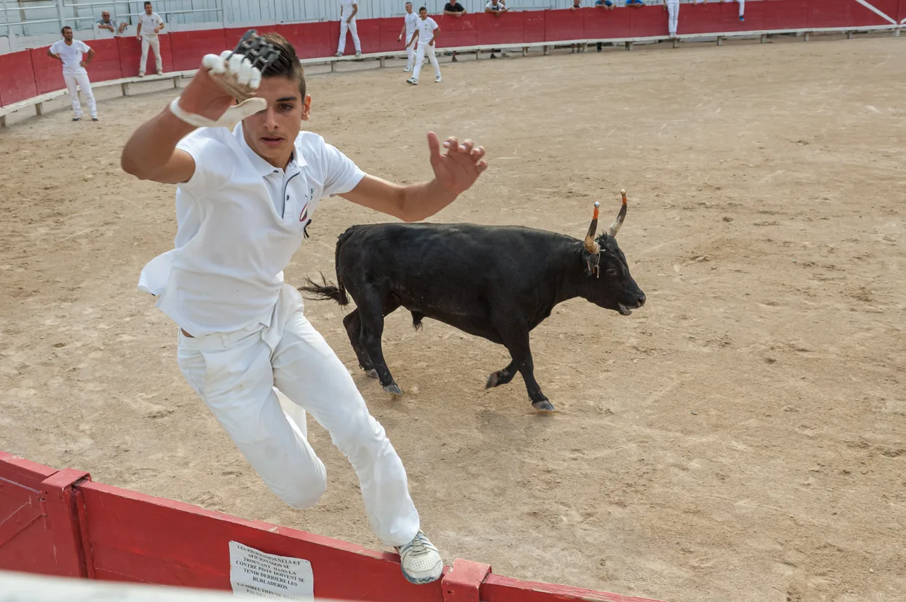 France 2015 - Arles - Course Camarguaise 3