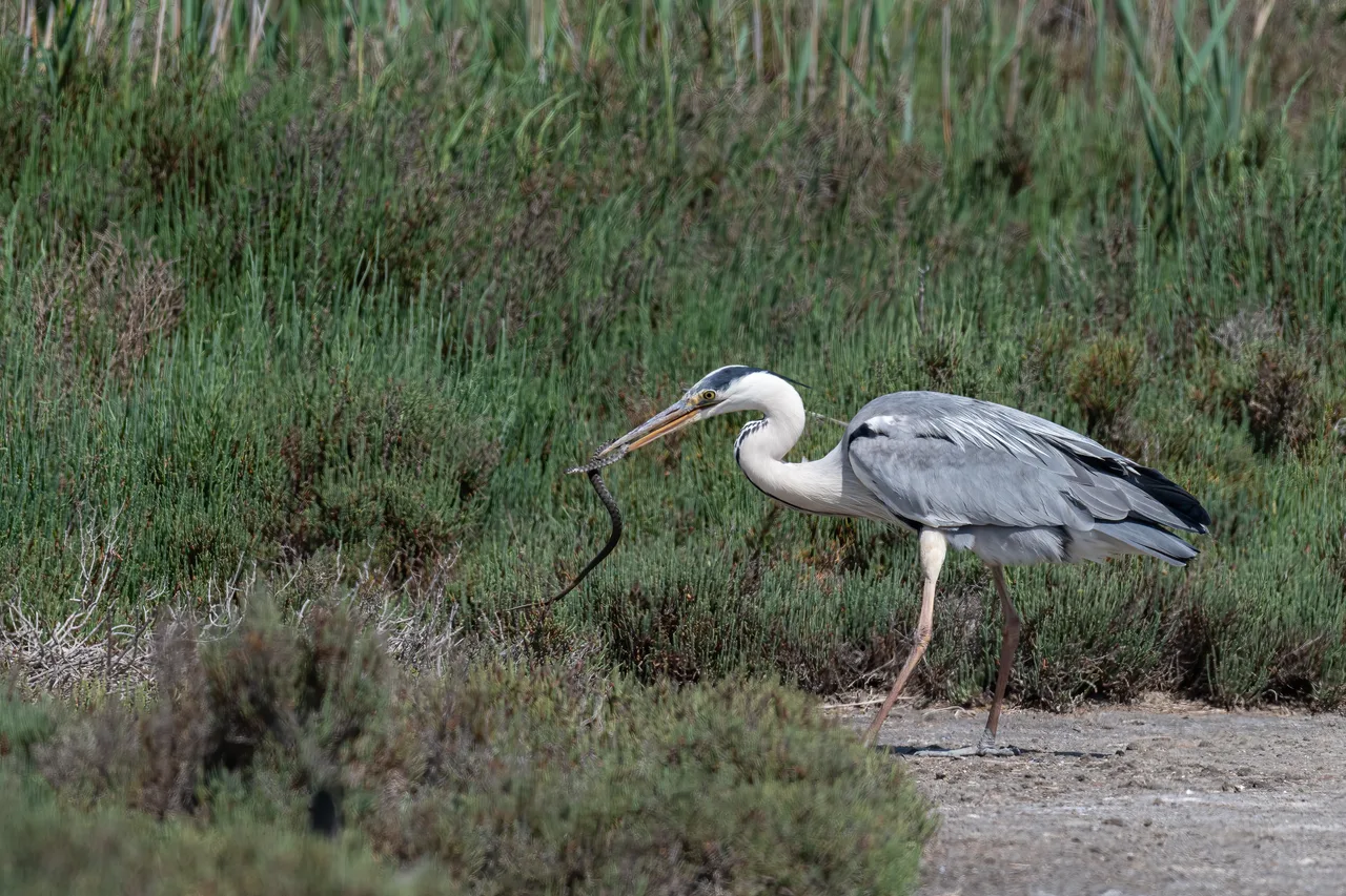 Grey heron catching prey 1