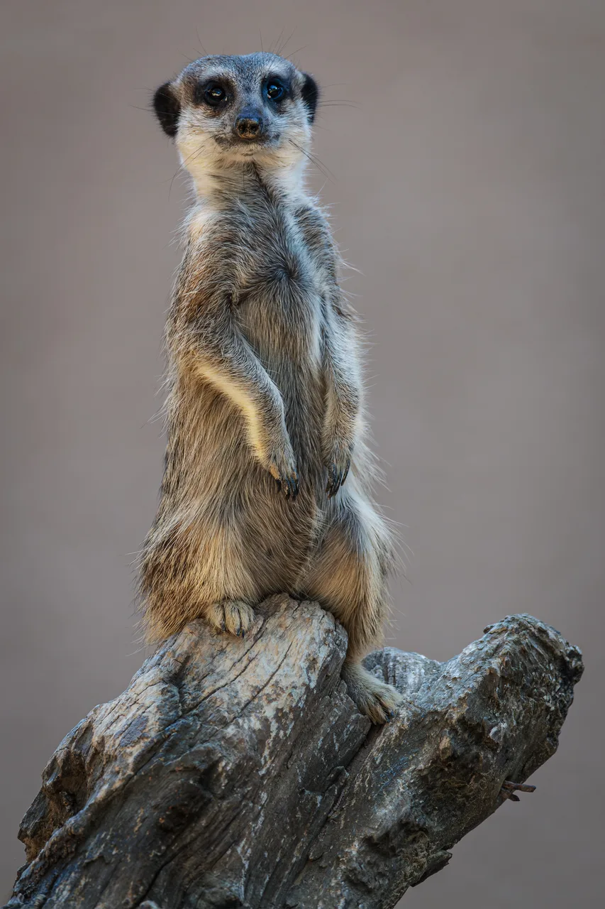 Meerkat 1