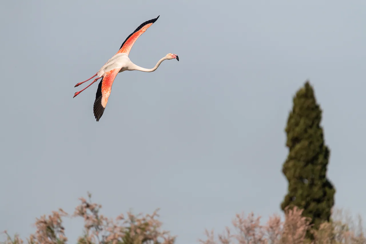 Greater Flamingo 2