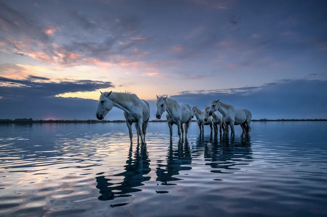Pascal-Meerpoel-Camargue horses 2