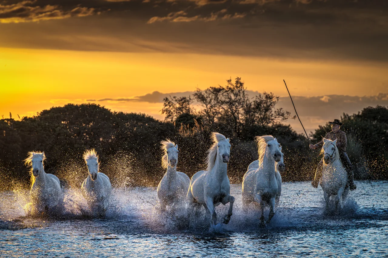 Pascal-Meerpoel-Camargue horses 9