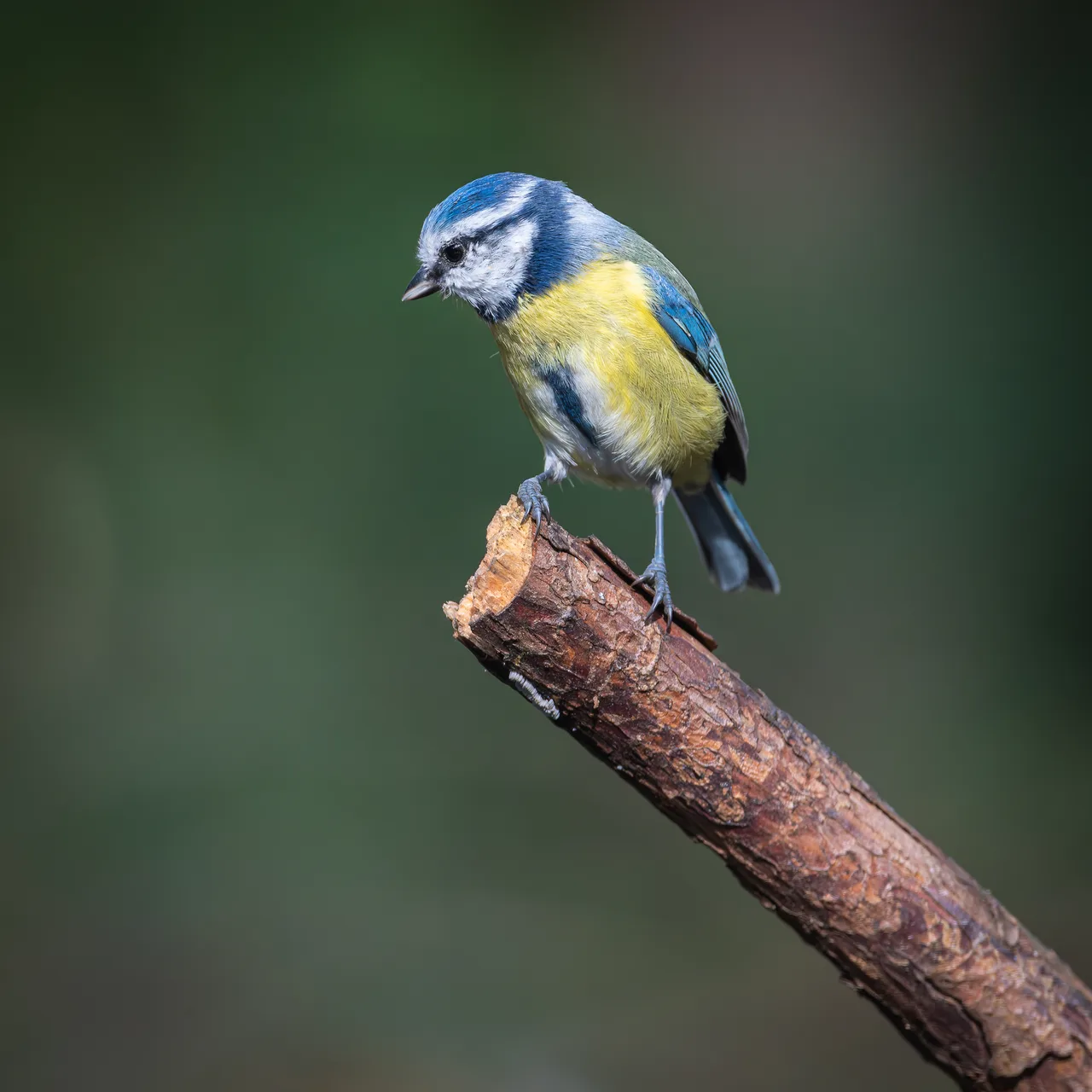 Eurasian blue tit 1