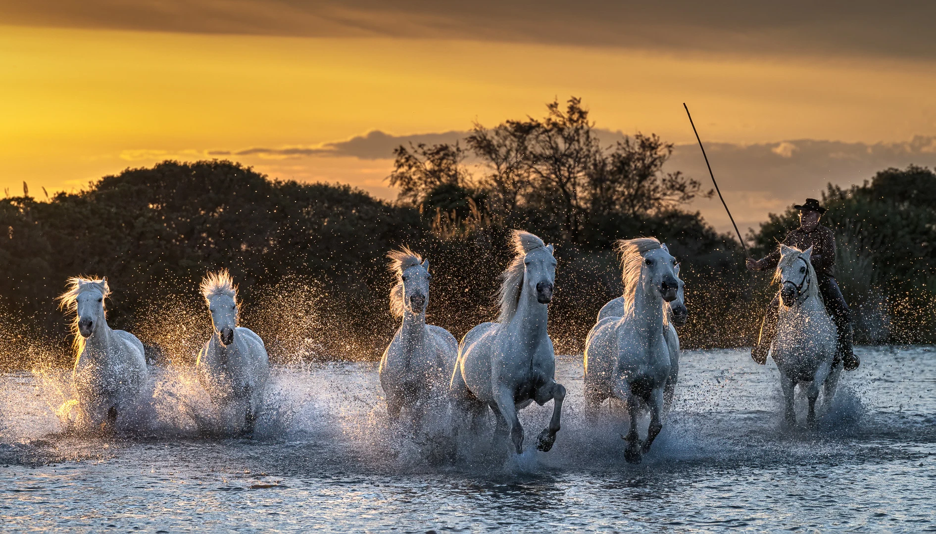 Paarden lopen in het water