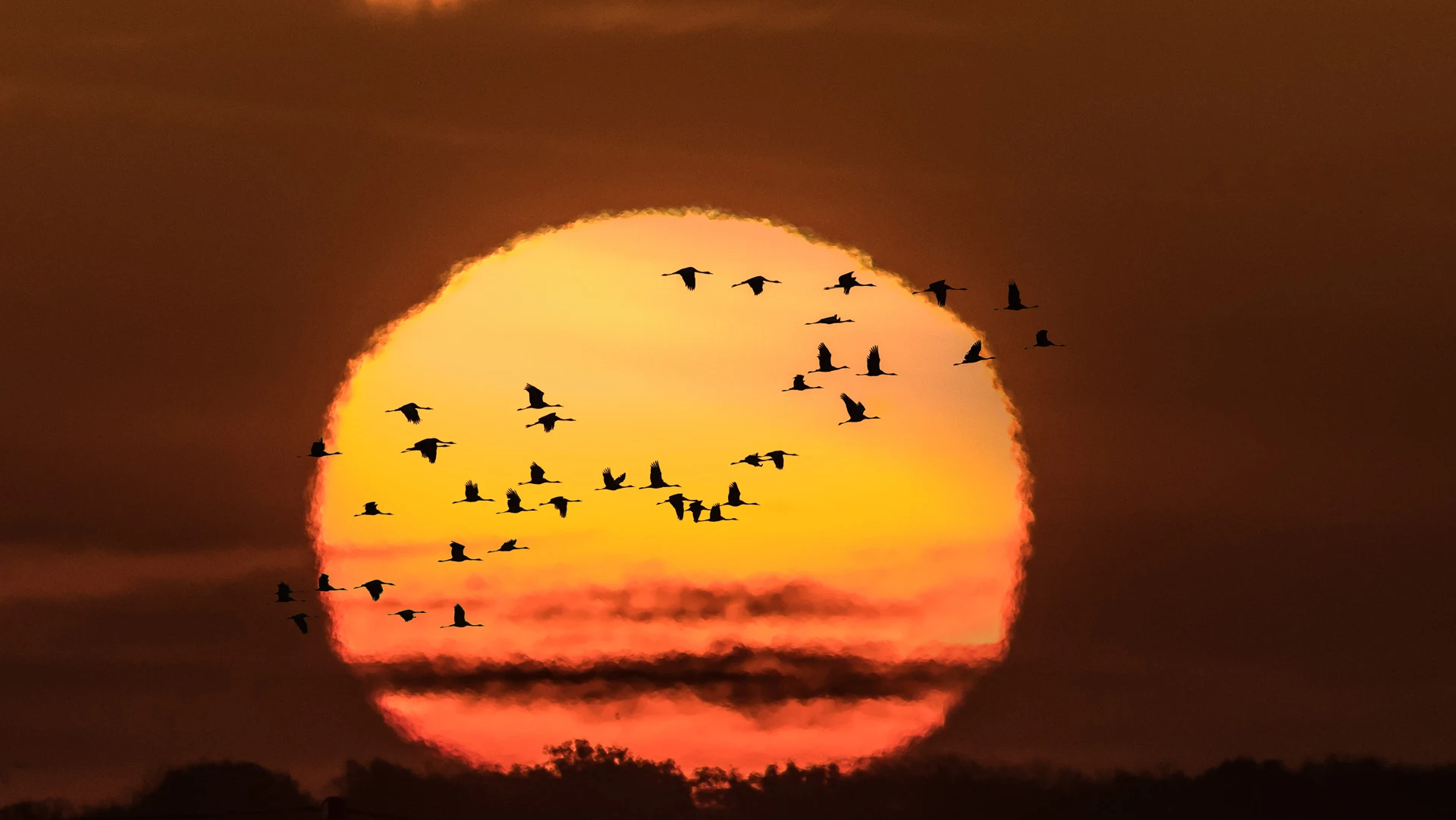 Vogel vliegen voor de zon
